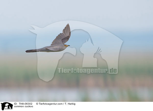 common cuckoo / THA-06302