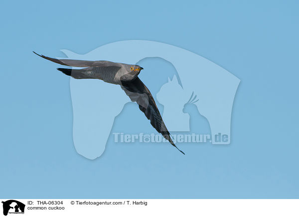 common cuckoo / THA-06304