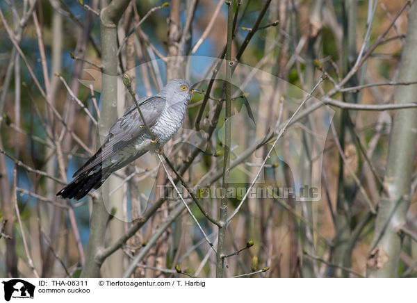 common cuckoo / THA-06311