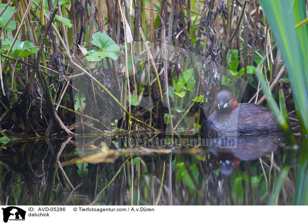 dabchick / AVD-05286