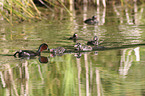 dabchick