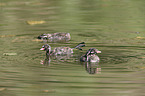 dabchick