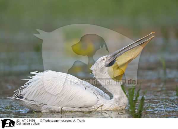 Dalmatian pelican / AT-01458