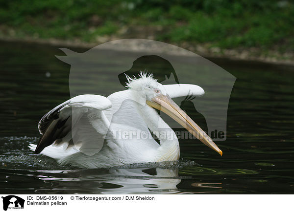 Dalmatian pelican / DMS-05619