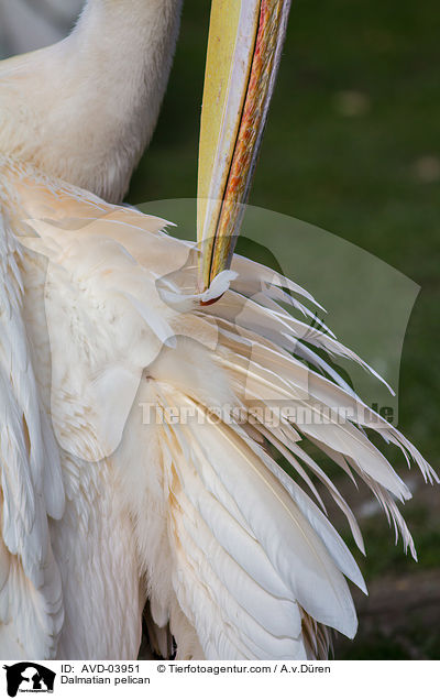 Dalmatian pelican / AVD-03951