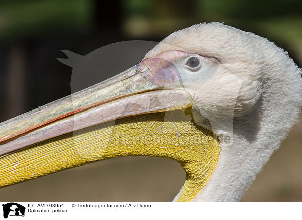 Dalmatian pelican / AVD-03954