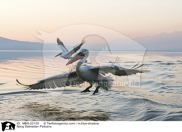 flying Dalmatian Pelicans / MBS-22120