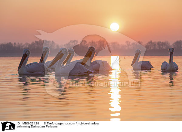 swimming Dalmatian Pelicans / MBS-22128