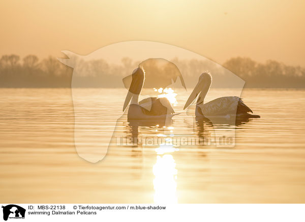 swimming Dalmatian Pelicans / MBS-22138