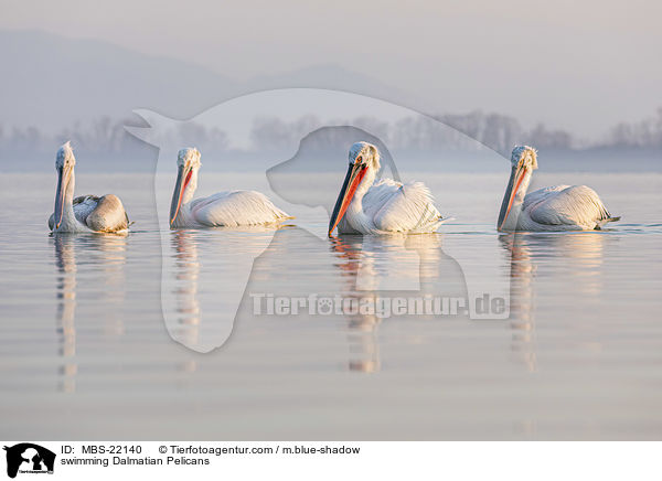 swimming Dalmatian Pelicans / MBS-22140