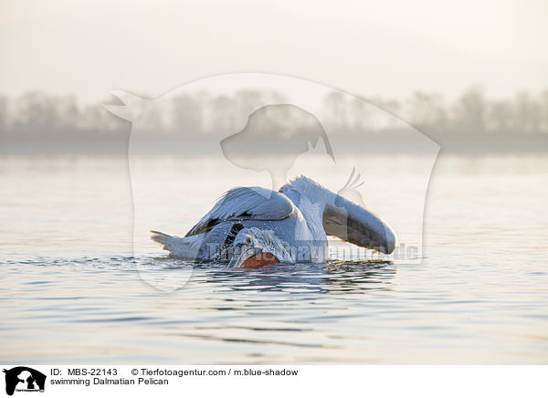 swimming Dalmatian Pelican / MBS-22143