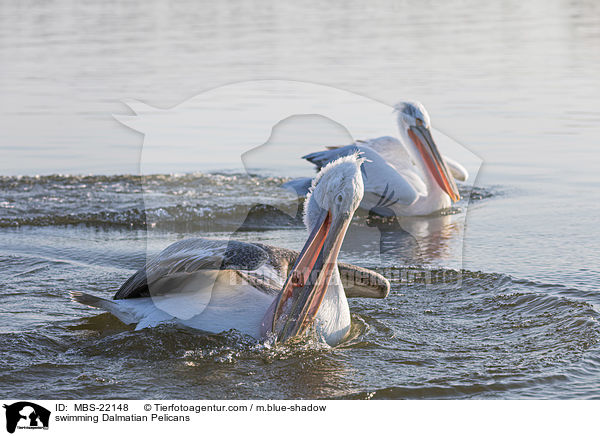 swimming Dalmatian Pelicans / MBS-22148