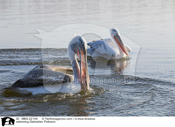 swimming Dalmatian Pelicans / MBS-22149