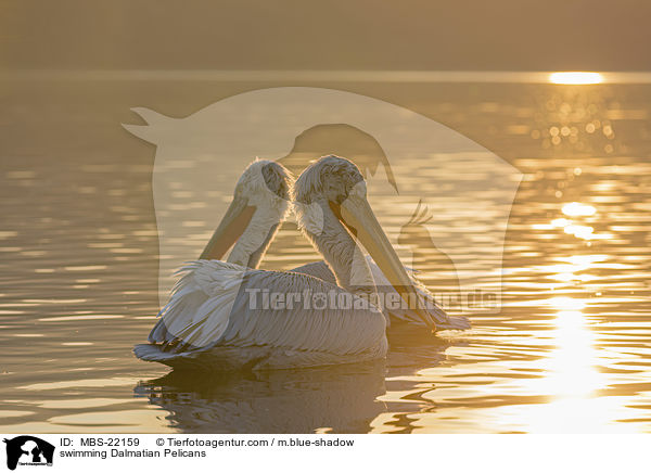 swimming Dalmatian Pelicans / MBS-22159