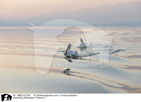 swimming Dalmatian Pelicans / MBS-22189