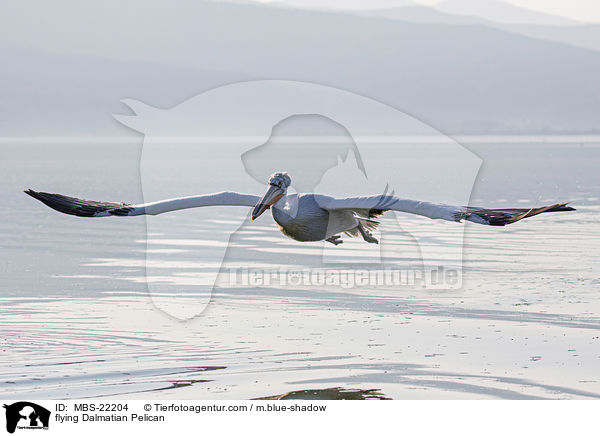 flying Dalmatian Pelican / MBS-22204
