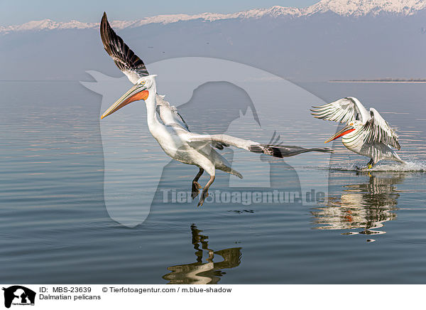 Krauskopfpelikane / Dalmatian pelicans / MBS-23639
