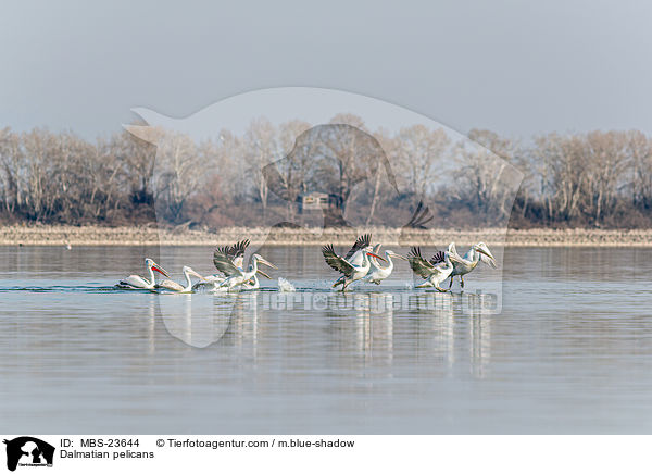 Dalmatian pelicans / MBS-23644