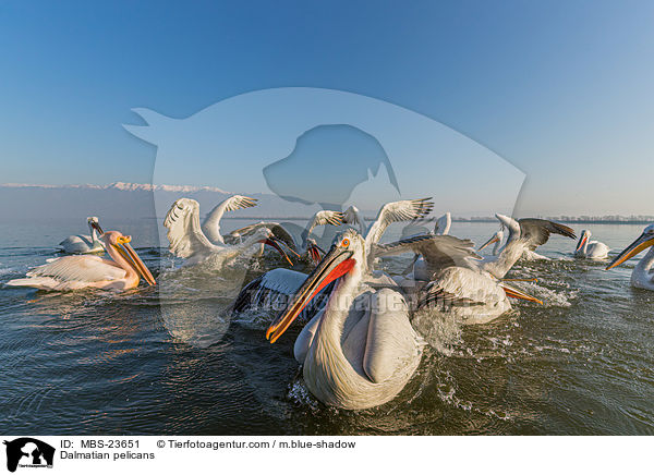 Dalmatian pelicans / MBS-23651