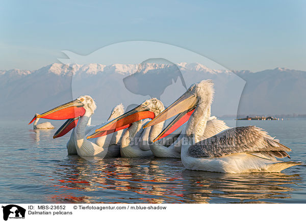 Dalmatian pelicans / MBS-23652