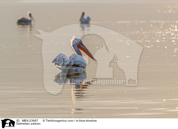 Krauskopfpelikan / Dalmatian pelican / MBS-23667