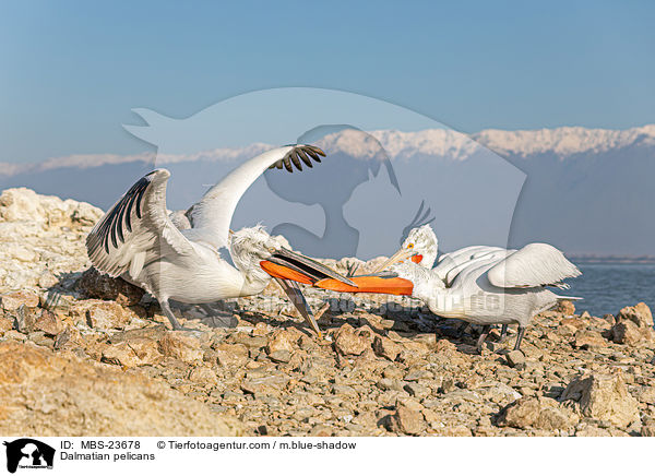 Dalmatian pelicans / MBS-23678