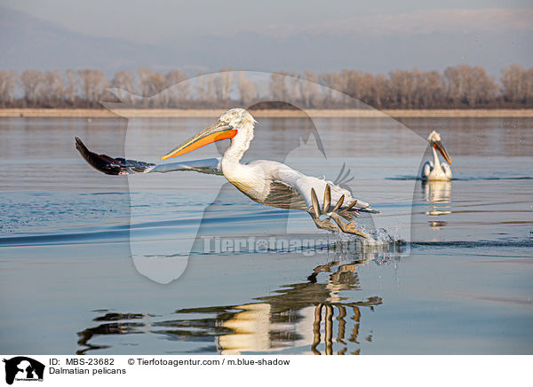 Dalmatian pelicans / MBS-23682