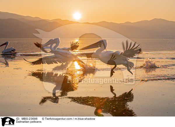 Krauskopfpelikane / Dalmatian pelicans / MBS-23686
