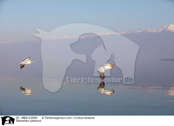 Dalmatian pelicans / MBS-23689