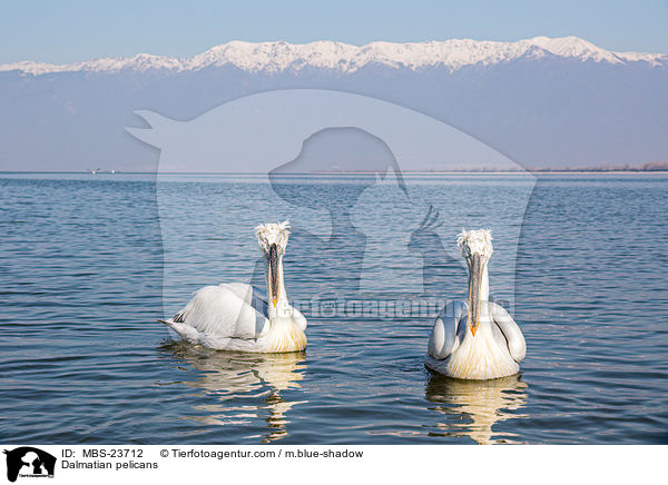 Krauskopfpelikane / Dalmatian pelicans / MBS-23712
