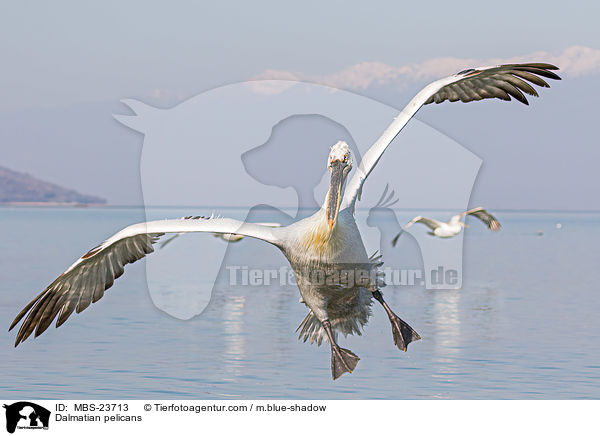 Krauskopfpelikane / Dalmatian pelicans / MBS-23713