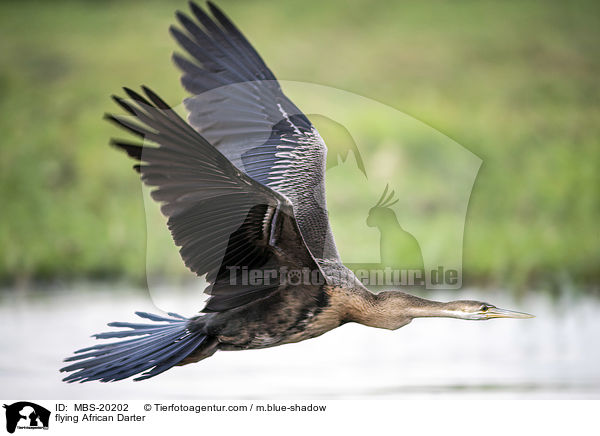 fliegender Schlangenhalsvogel / flying African Darter / MBS-20202