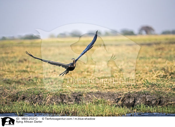 fliegender Schlangenhalsvogel / flying African Darter / MBS-20213