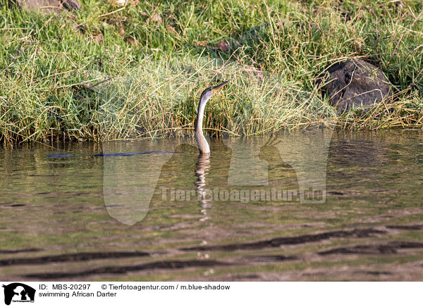 schwimmender Schlangenhalsvogel / swimming African Darter / MBS-20297