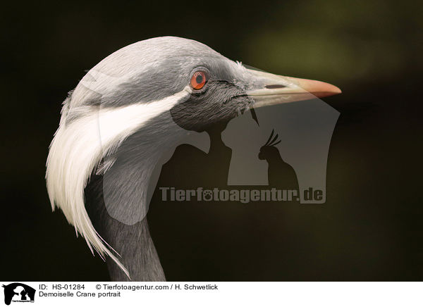 Jungfernkranich Portrait / Demoiselle Crane portrait / HS-01284