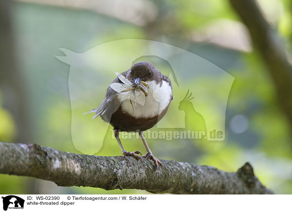 white-throated dipper / WS-02390