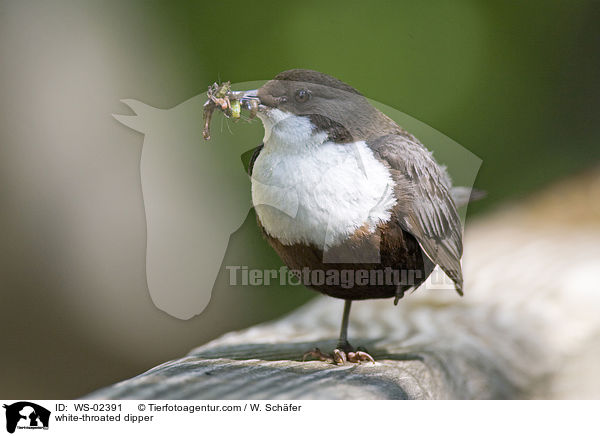 white-throated dipper / WS-02391