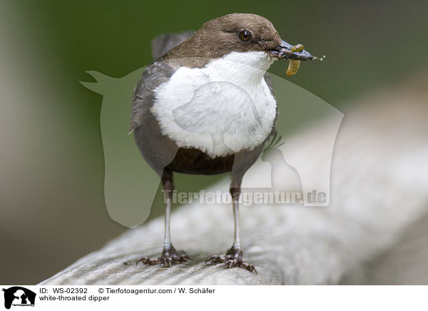 white-throated dipper / WS-02392