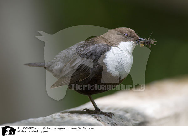 white-throated dipper / WS-02396