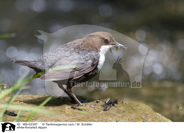 white-throated dipper / WS-02397