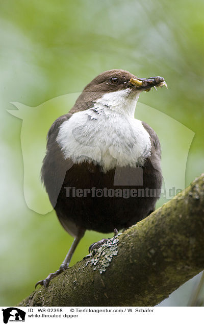 white-throated dipper / WS-02398