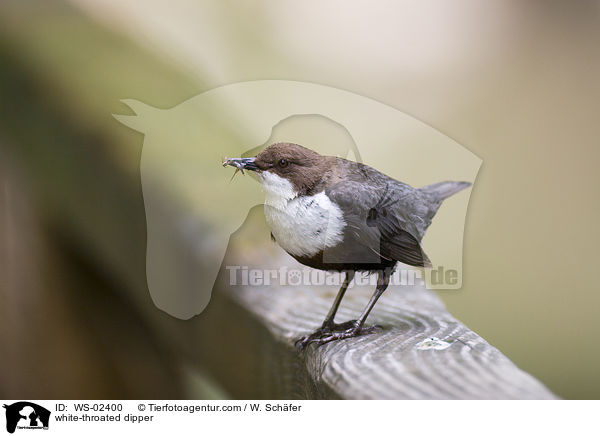 white-throated dipper / WS-02400