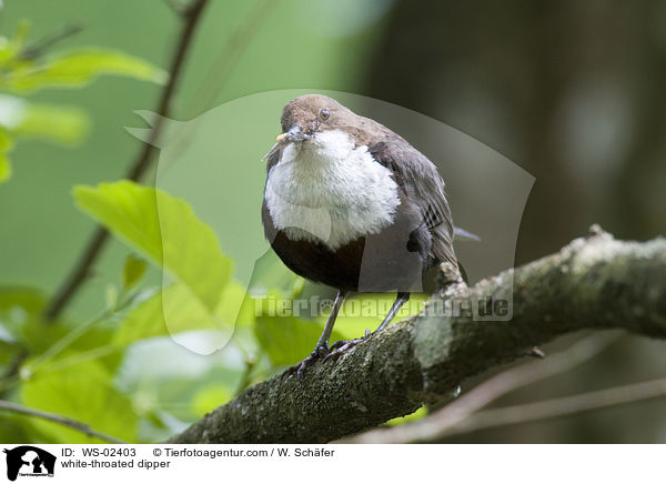 white-throated dipper / WS-02403