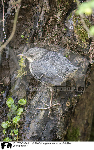 young dipper / WS-09740