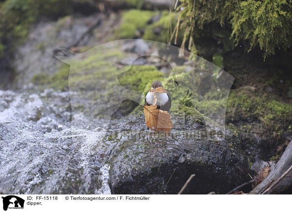 Wasseramsel / dipper, / FF-15118