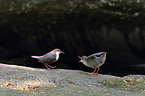 dippers