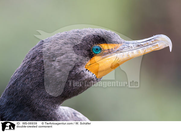 Ohrenscharbe / double-crested cormorant / WS-06939