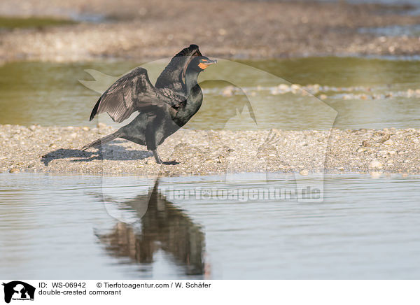 Ohrenscharbe / double-crested cormorant / WS-06942