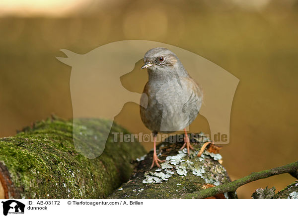 Heckenbraunelle / dunnock / AB-03172