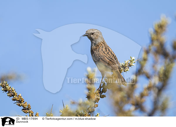 Heckenbraunellen / Dunnock / MBS-17694